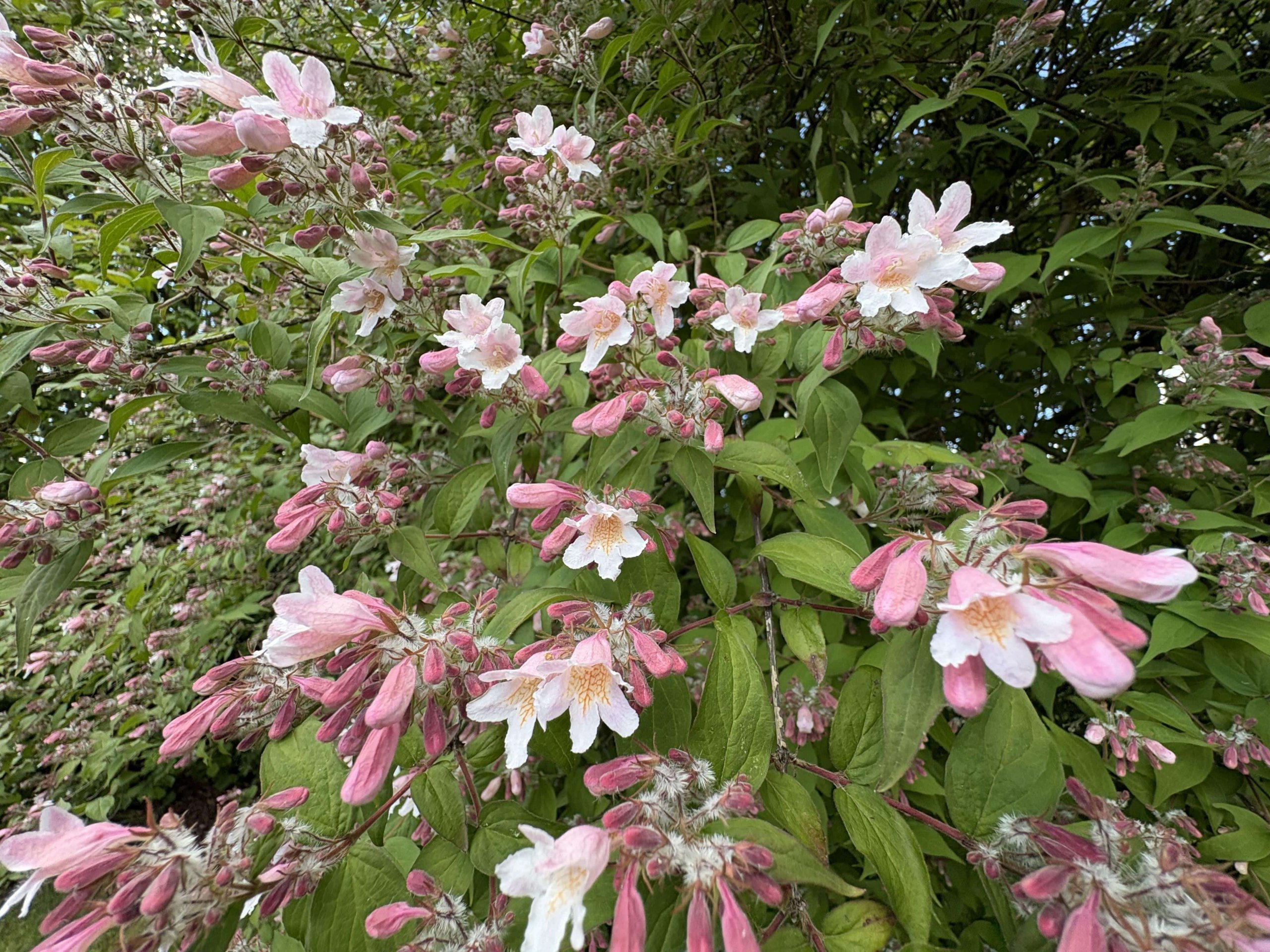 Ideale Lage von Dülmen – herrlicher Garten – Einfamilienwohnhaus