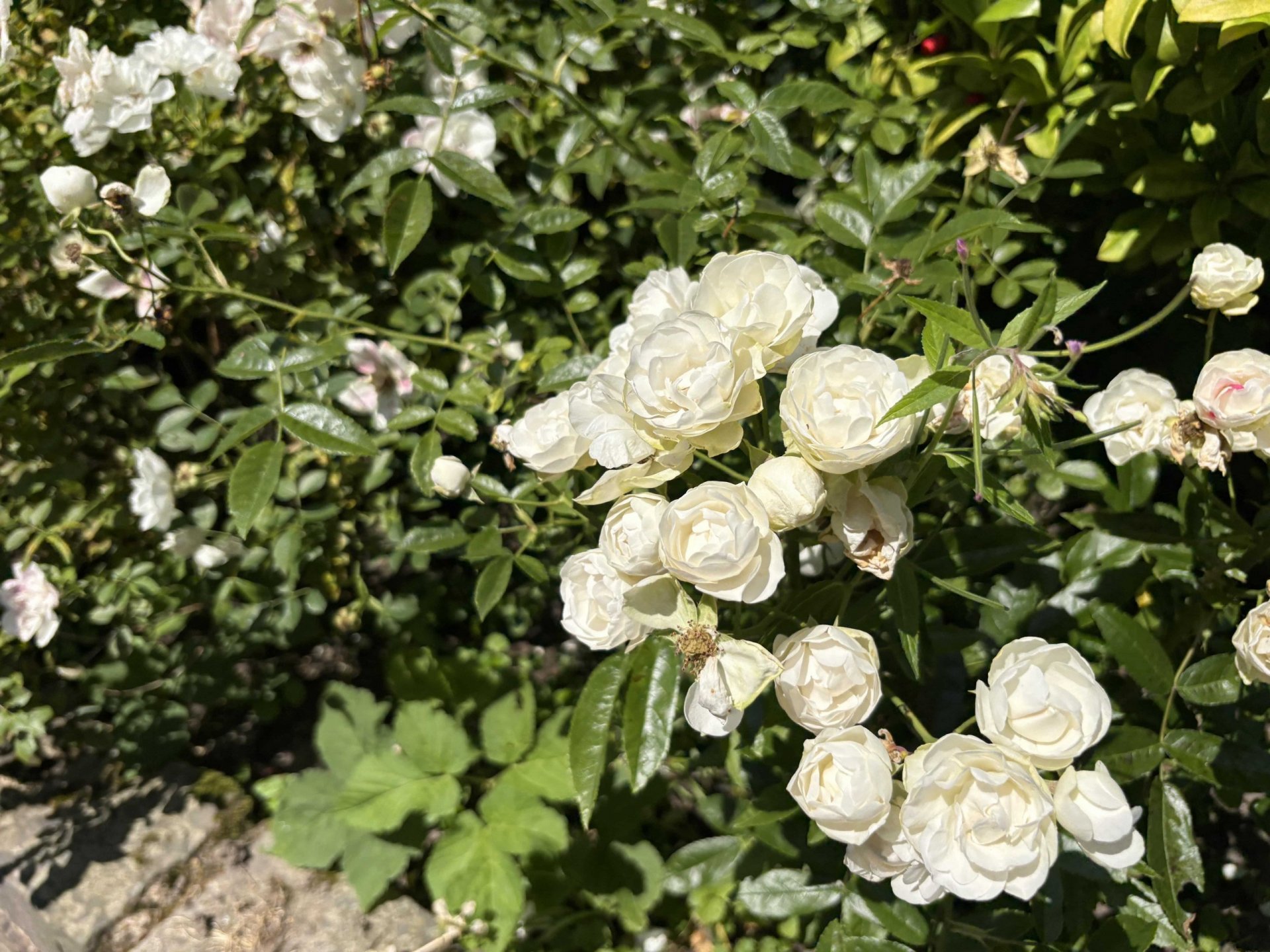 Schöner Garten wartet auf
kleine Familie mit Kindern 😊