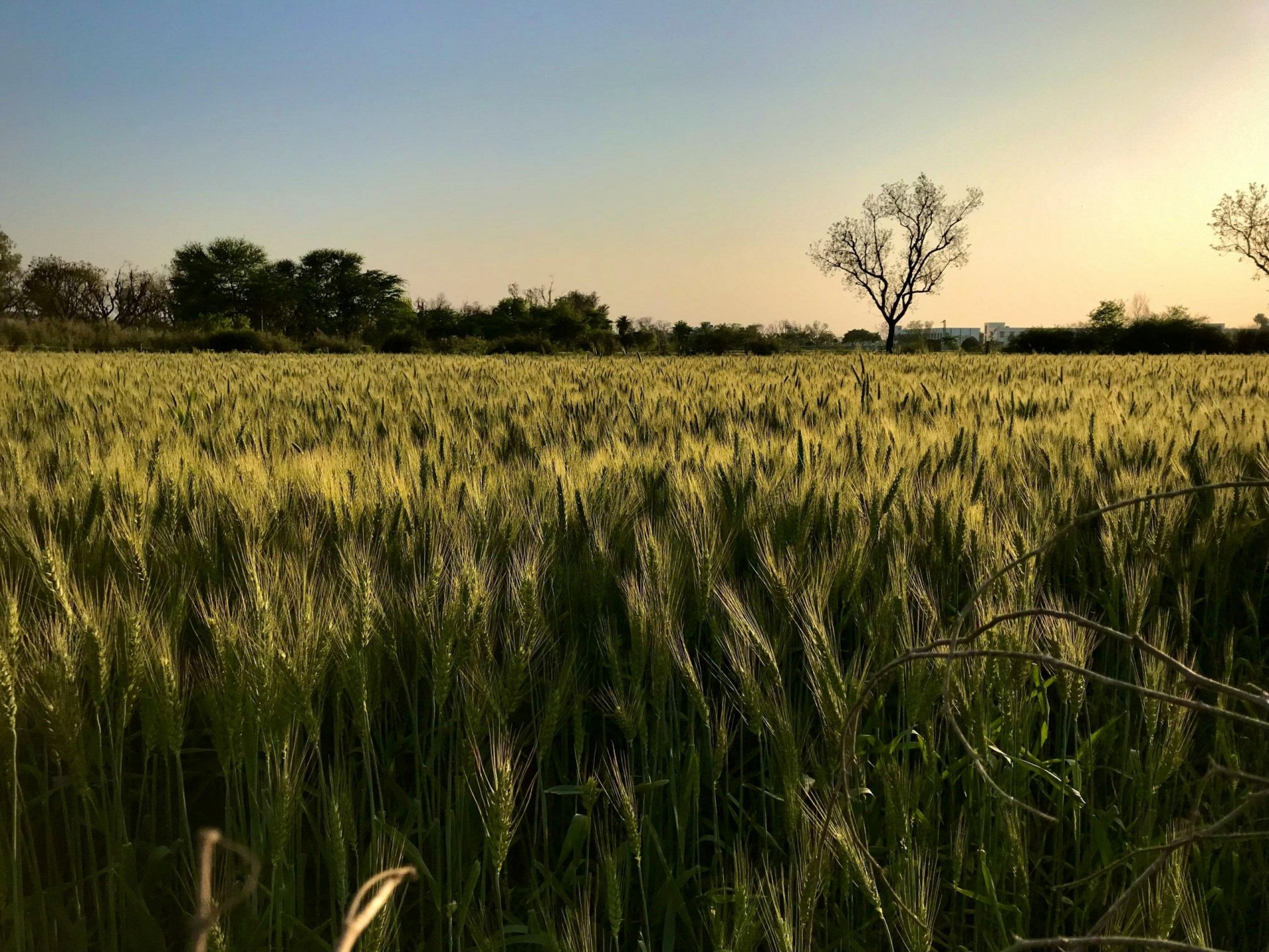 Landwirtschaftliche Fläche – verpachtet